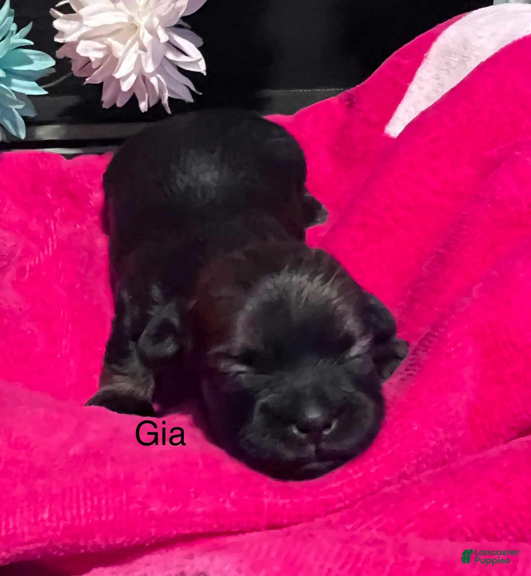 Shih Tzu dogs for sale: Gia - Image 2