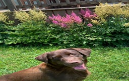 Labrador Retriever dogs for sale: Jake - Image 5