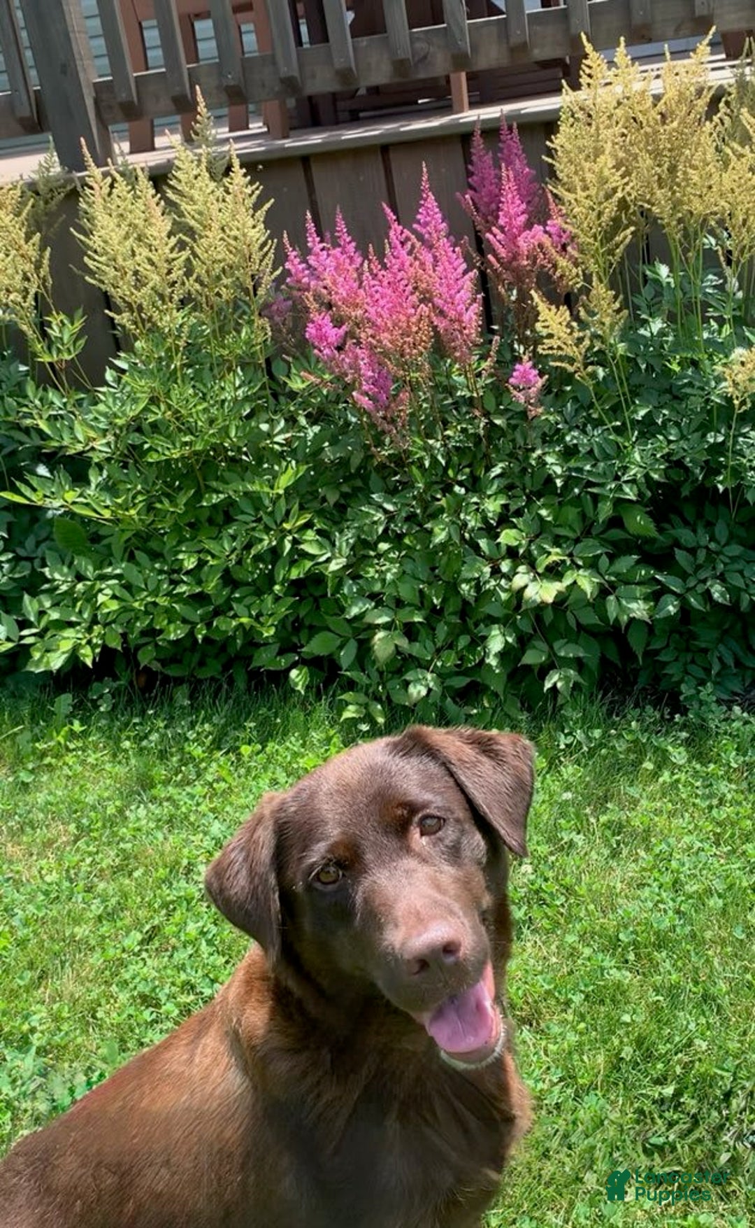 Labrador Retriever dogs for sale: Jake - Image 5