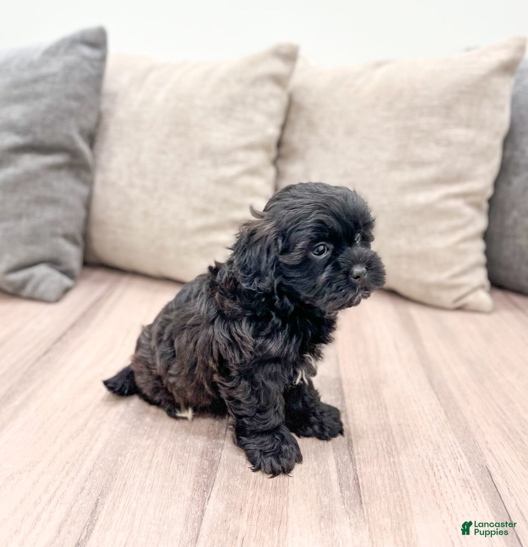 Shihpoo dogs for sale: Jasper - Image 3