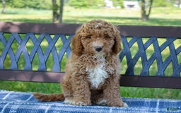 Miniature Poodle dogs for sale: Knox - Image 11