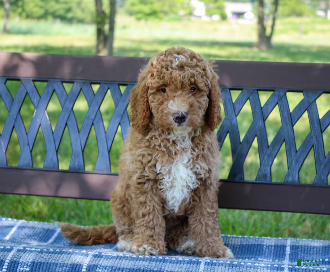 Miniature Poodle dogs for sale: Knox - Image 11