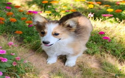 Welsh Corgi Pembroke dogs for sale: Tink Fluffy - Image 17