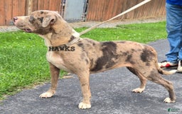 Staffordshire Bull Terrier dogs for sale: Hawks Spike - Image 4