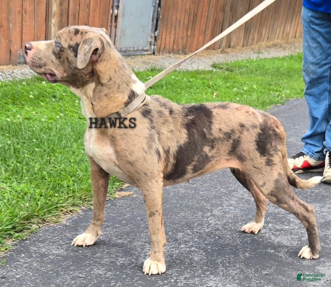 Staffordshire Bull Terrier dogs for sale: Hawks Spike - Image 4