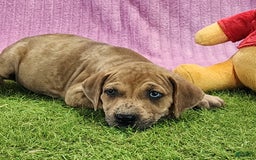 Catahoula Leopard Dog dogs for sale: Duchess 2025 Female 4 - Image 13