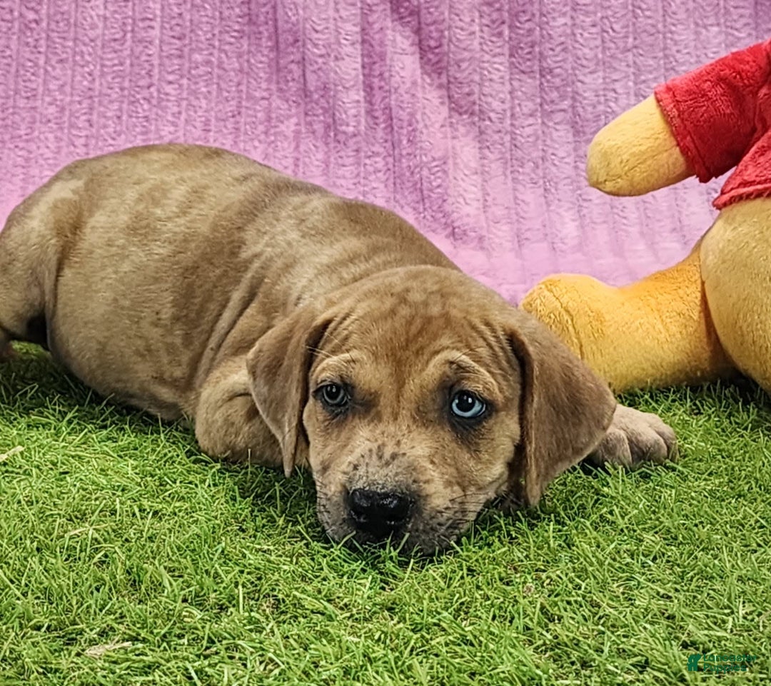 Catahoula Leopard Dog dogs for sale: Duchess 2025 Female 4 - Image 13