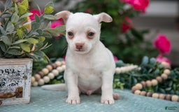 Chihuahua dogs for sale: Latte - Image 5
