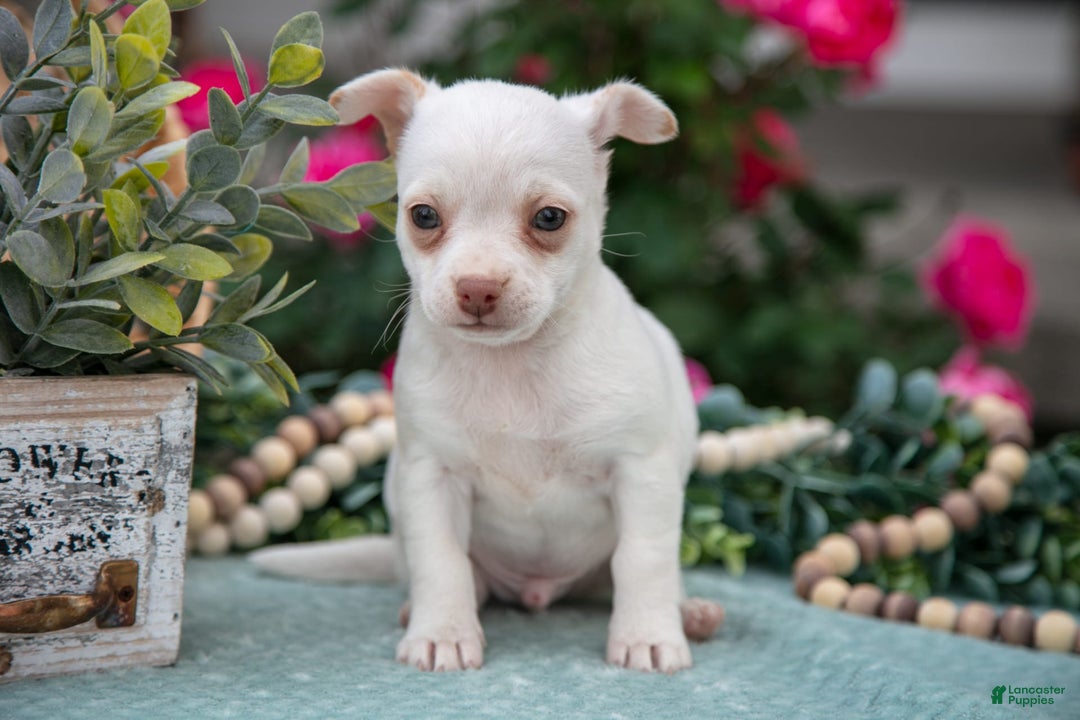Chihuahua dogs for sale: Latte - Image 5