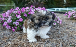 Shih Tzu dogs for sale: Rocky - Image 1