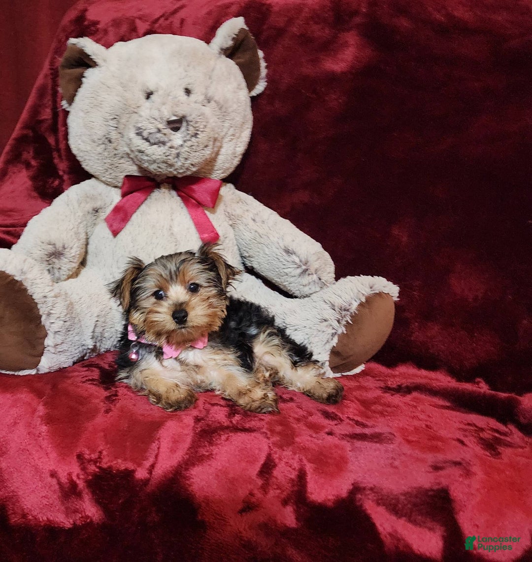 Yorkshire Terrier dogs for sale: BONBON - Image 1