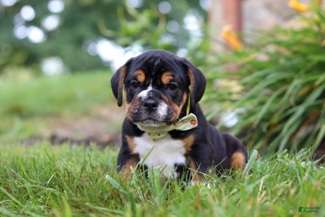 Beabull dogs for sale: Champ - Image 3