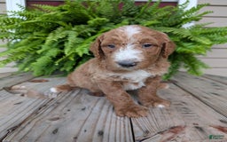 Goldendoodle dogs for sale: Blake - Image 10