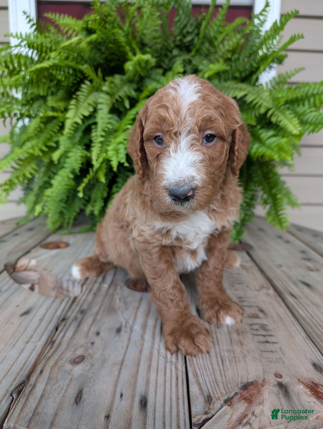 Goldendoodle dogs for sale: Blake - Image 10