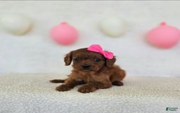 Cavapoo dogs for sale: Summer - Image 2