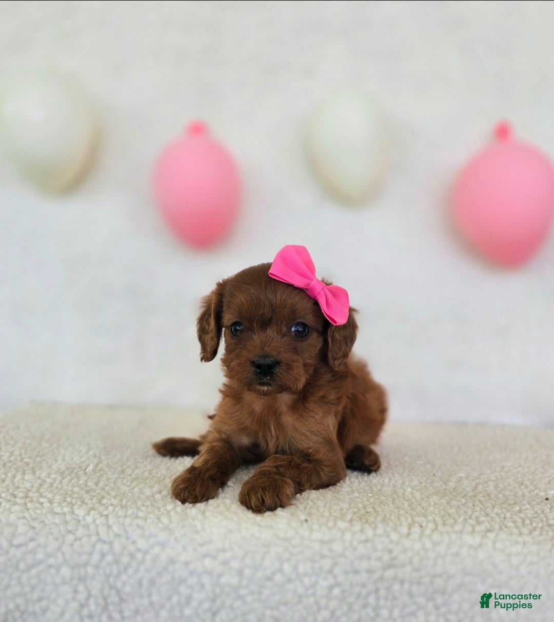 Cavapoo dogs for sale: Summer - Image 2