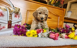 Standard Poodle dogs for sale: Buttercup - Image 3