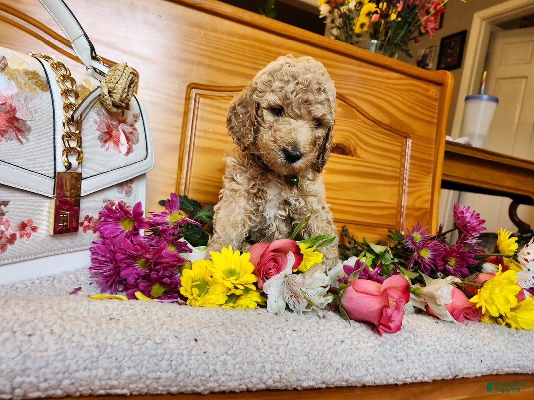 Standard Poodle dogs for sale: Buttercup - Image 3