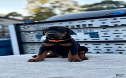 Doberman Pinscher dogs for sale: Male Puppy - Image 29