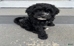 Portuguese Water Dog dogs for sale: Oliver - Image 2