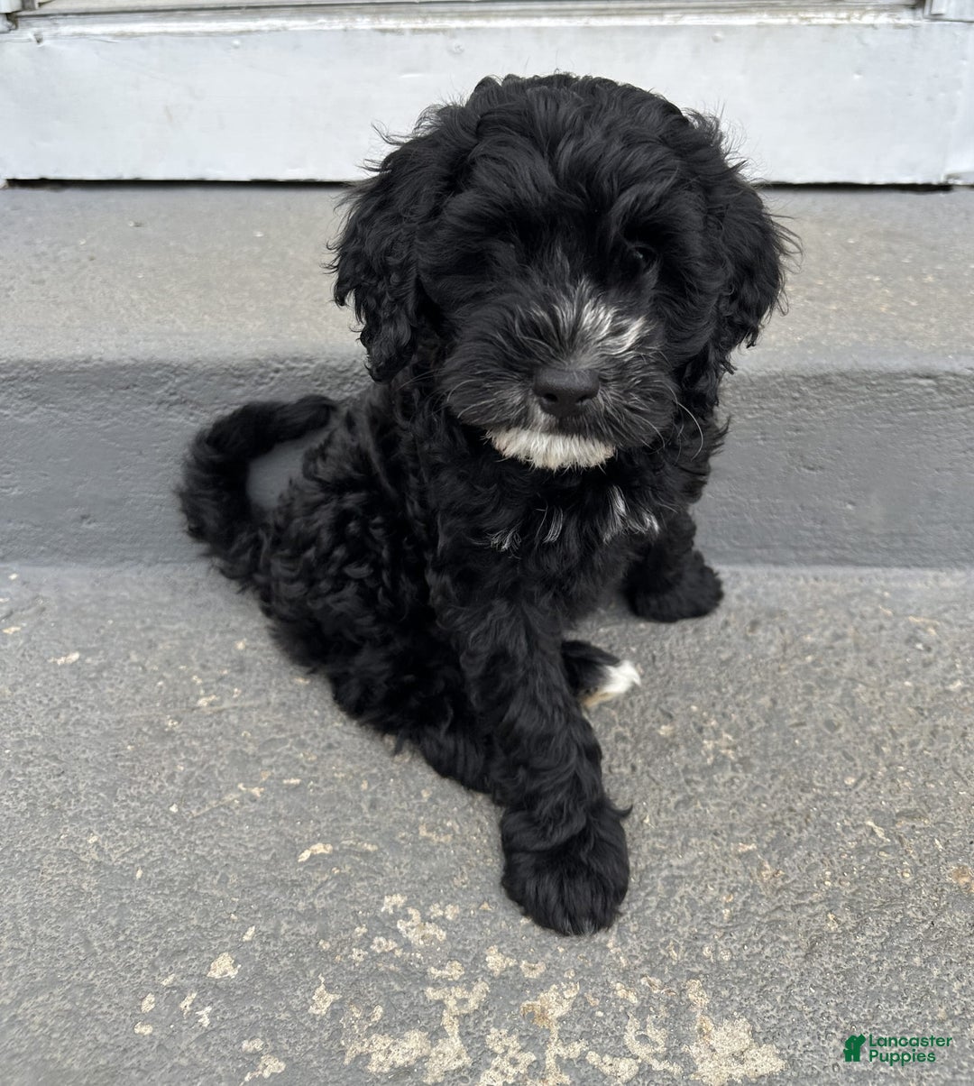 Portuguese Water Dog dogs for sale: Oliver - Image 2