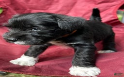Miniature Schnauzer dogs for sale: Junie - Image 15