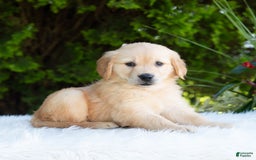 Golden Retriever dogs for sale: Hazel - Image 9
