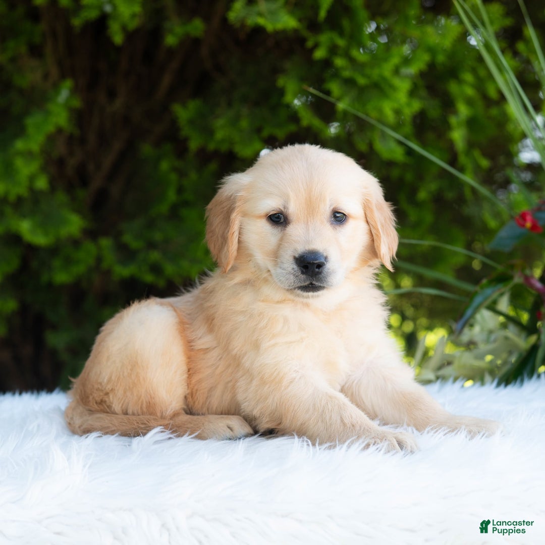 Golden Retriever dogs for sale: Hazel - Image 9