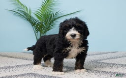 Bernedoodle dogs for sale: Clifford - Image 2