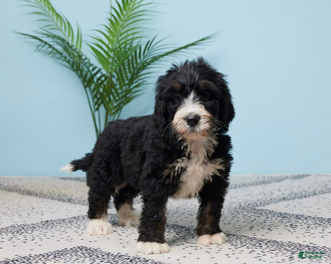 Bernedoodle dogs for sale: Clifford - Image 2