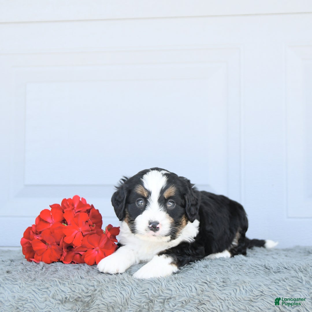 Miniature Bernese Mountain Dog dogs for sale: Ted - Image 9