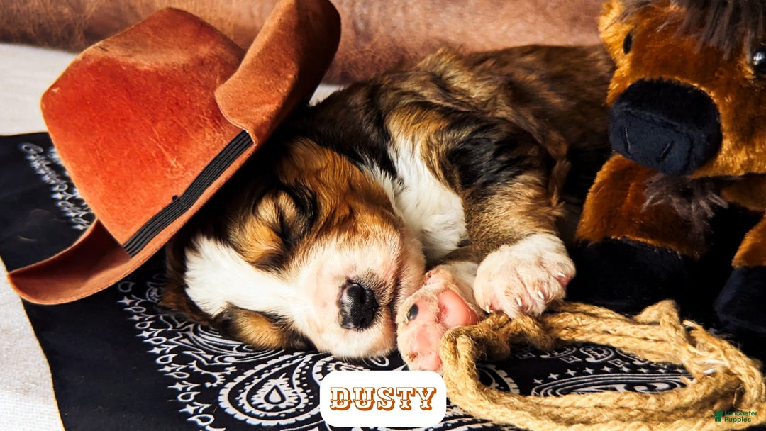 Bernedoodle dogs for sale: Dusty - Image 7