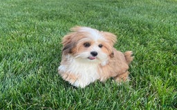 Lhasa Apso dogs for sale: Daisy Mae - Image 3