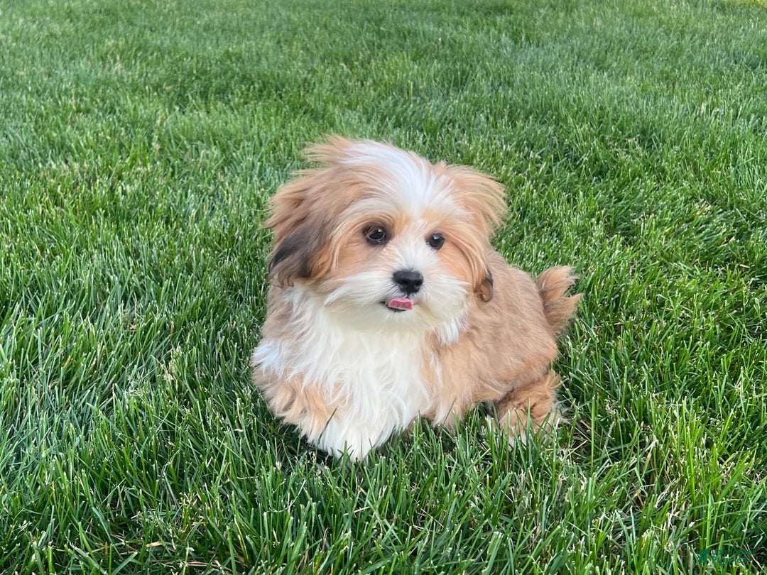 Lhasa Apso dogs for sale: Daisy Mae - Image 3