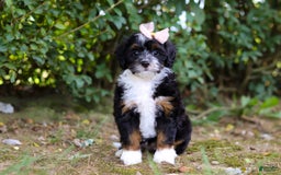 Mini Bernedoodle dogs for sale: Nova - Image 6