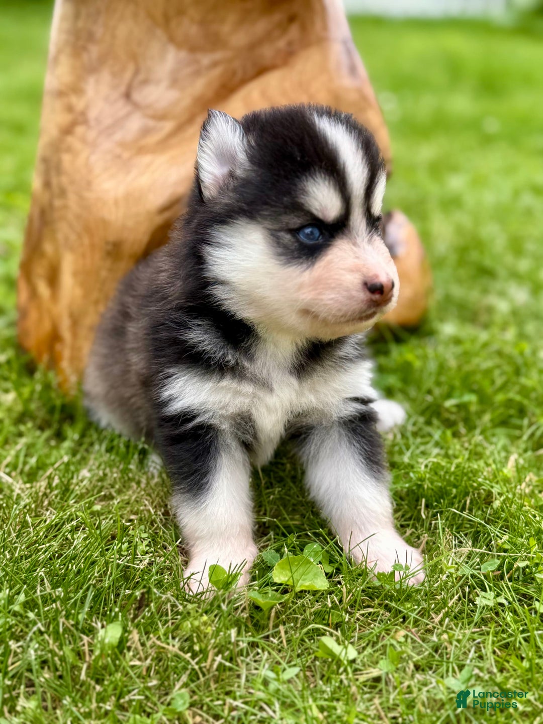 Pomsky dogs for sale: Iris - Image 8