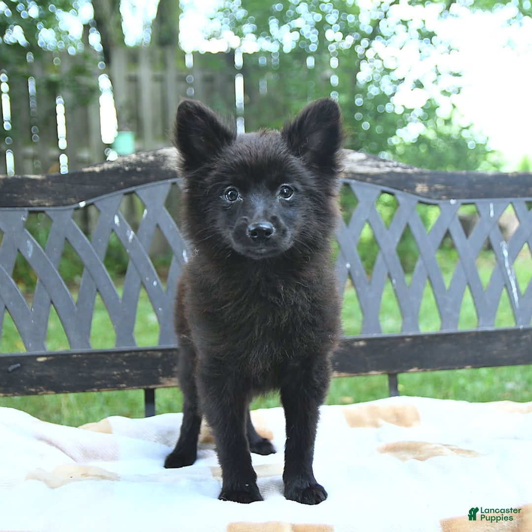 Pomeranian dogs for sale: Pepper - Image 3