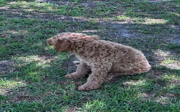 Standard Poodle dogs for sale: George Jefferson - Image 15