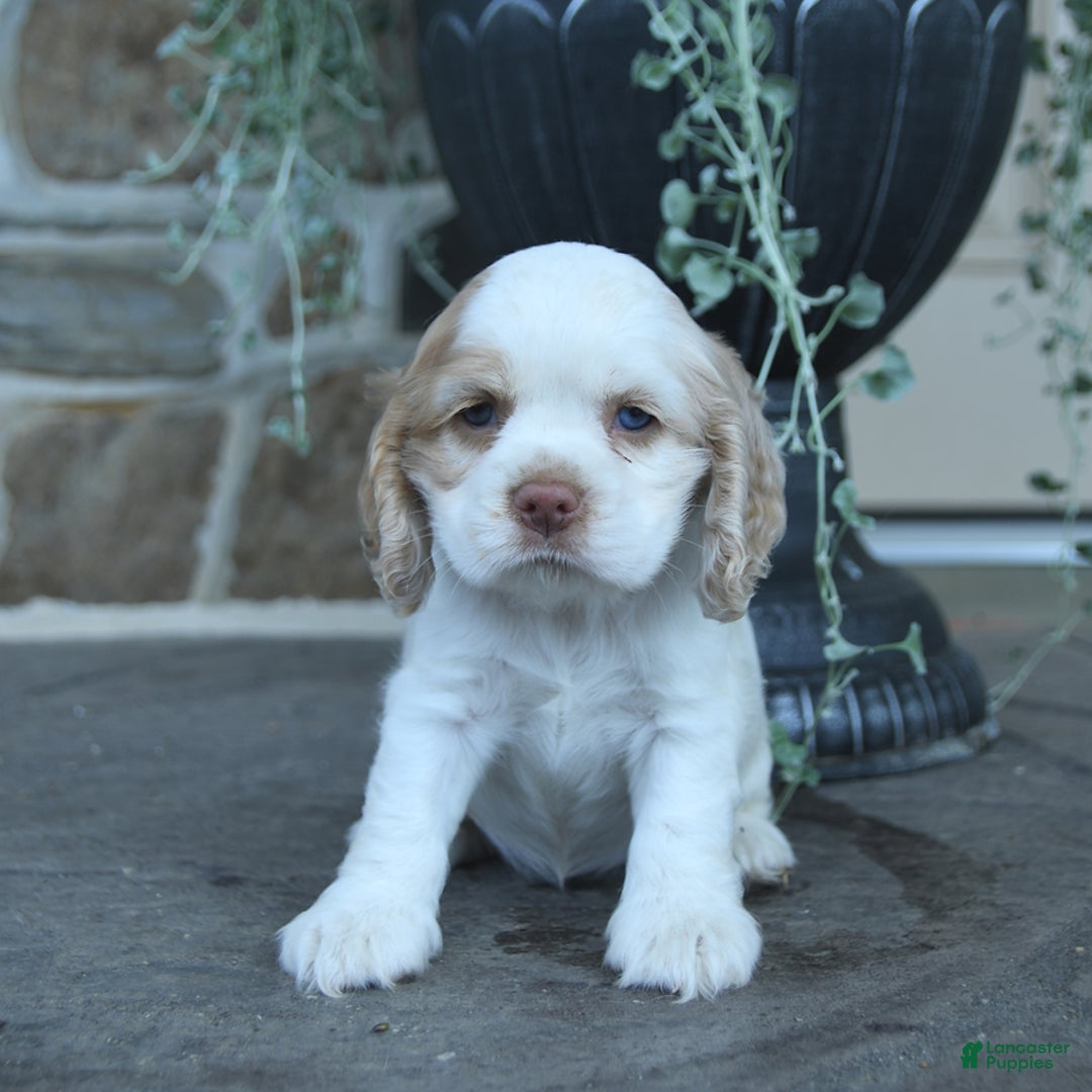 Cocker Spaniel dogs for sale: Reba - Image 5