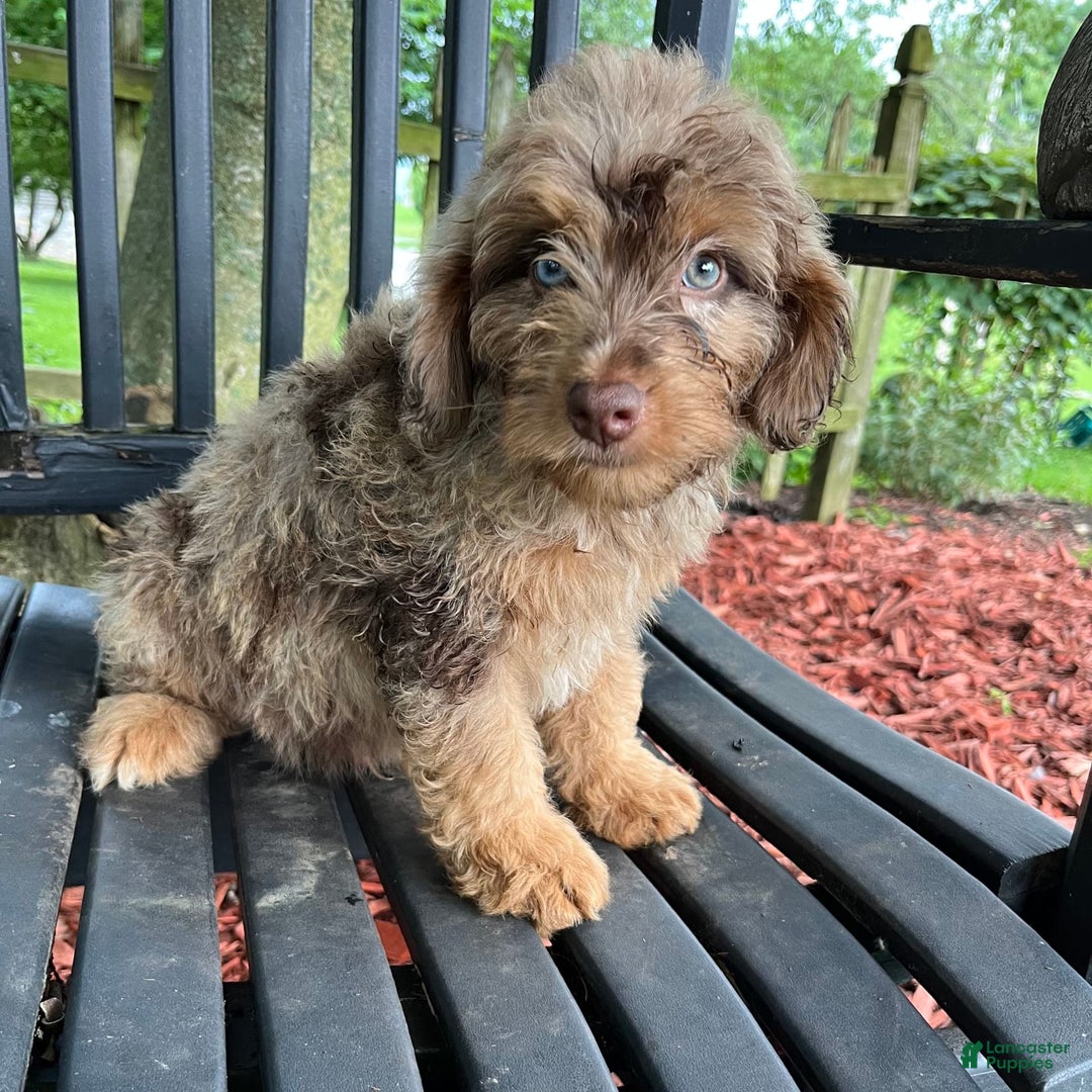 Mini Aussiedoodle dogs for sale: Ringo - Image 20