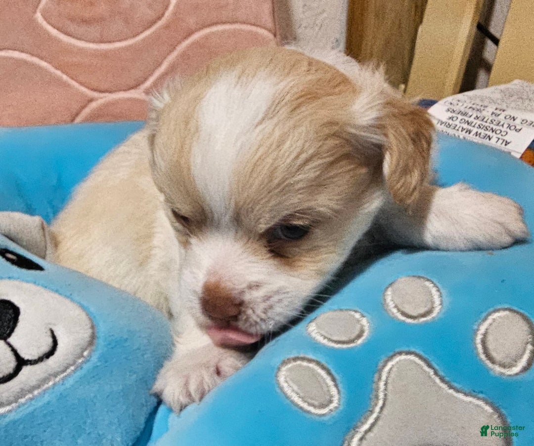 Chihuahua dogs for sale: Darcey - Image 6