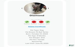 American Pit Bull Terrier dogs for sale: Diamond - Image 1