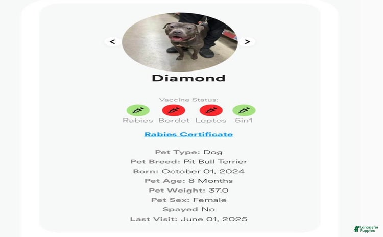 American Pit Bull Terrier dogs for sale - Ad 1