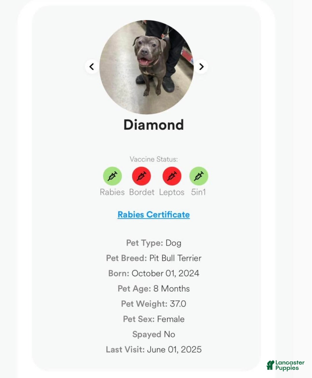 American Pit Bull Terrier dogs for sale: Diamond - Image 1