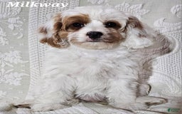 Cavapoo dogs for sale: Milkyway - Image 8