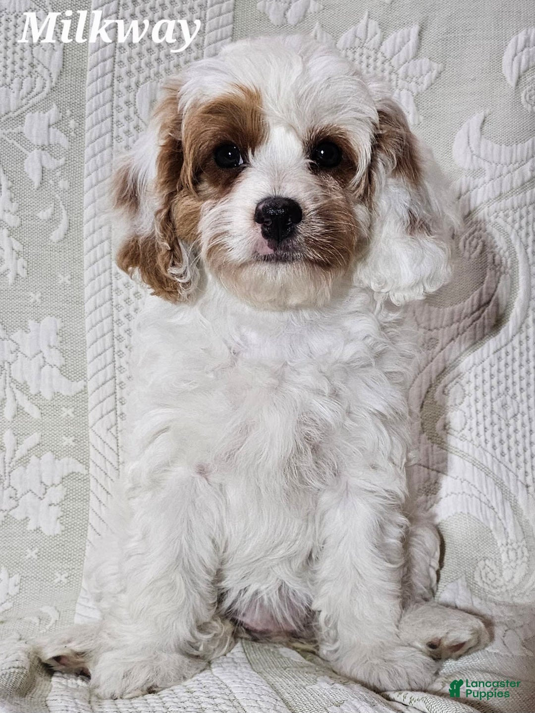 Cavapoo dogs for sale: Milkyway - Image 8