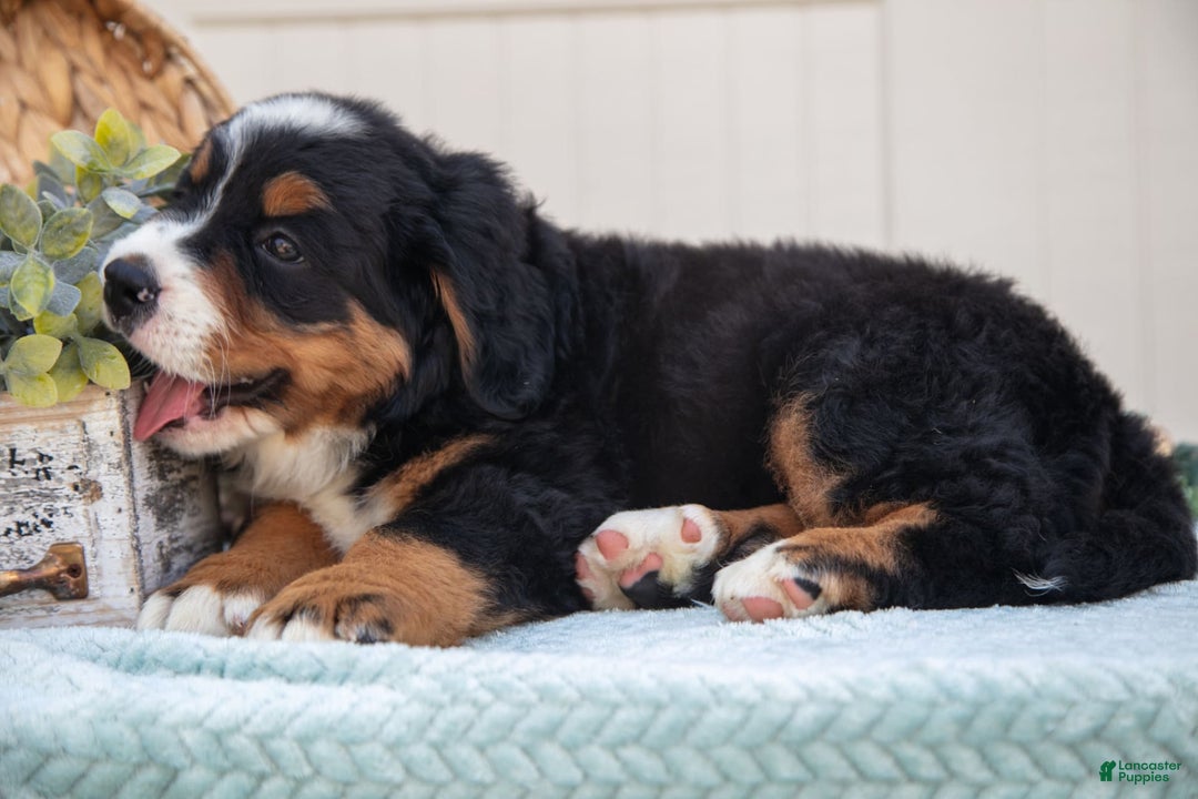 Bernese Mountain Dog dogs for sale: Bloom - Image 1