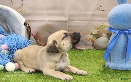 Catahoula Leopard Dog dogs for sale: Goldie 2025 M2 - Image 11