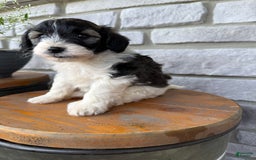 Teddy Bear dogs for sale: Evan - Image 15