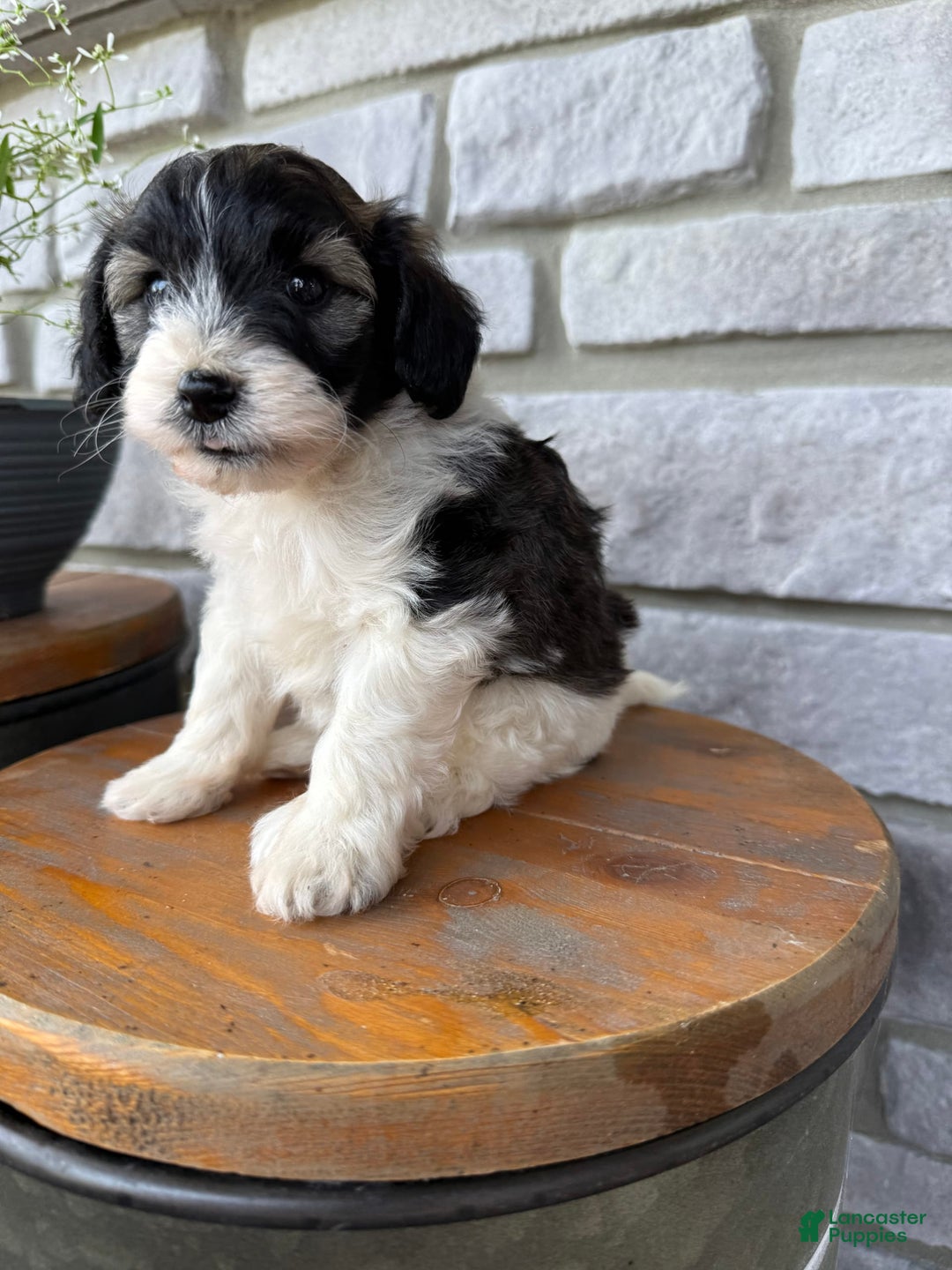 Teddy Bear dogs for sale: Evan - Image 15